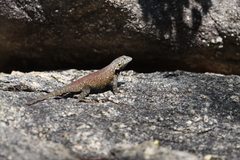 Sceloporus hunsakeri