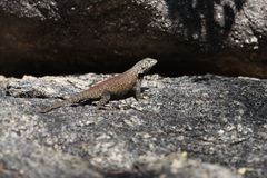 Sceloporus hunsakeri