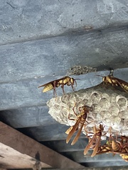 Polistes carnifex carnifex
