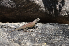 Sceloporus hunsakeri