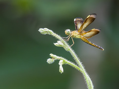 Neurothemis