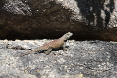 Sceloporus hunsakeri