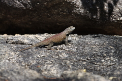 Sceloporus hunsakeri
