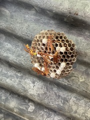 Polistes carnifex carnifex