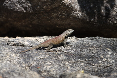 Sceloporus hunsakeri