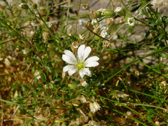 Cerastium arvense