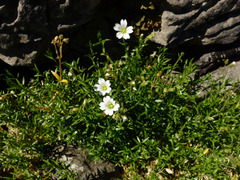 Cerastium arvense