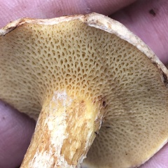 Suillus decipiens