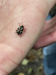 Zygogramma violaceomaculata