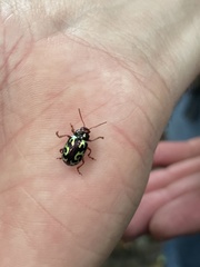 Zygogramma violaceomaculata