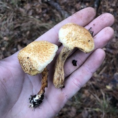 Suillus decipiens
