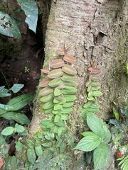 Marcgravia rectiflora