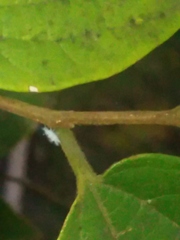 Shivaphis celti
