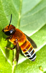 Megachile lanata