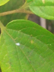 Shivaphis celti