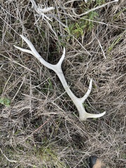 Cervus canadensis nannodes