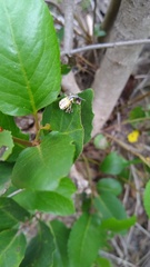 Hybreoleptops tuberculifer