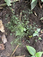Asplenium