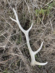 Cervus canadensis nannodes