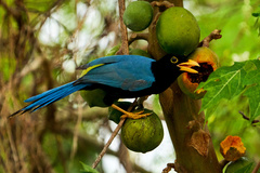 Cyanocorax yucatanicus