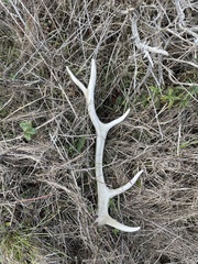 Cervus canadensis nannodes