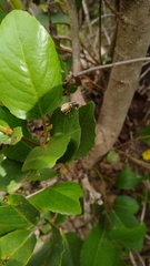 Hybreoleptops tuberculifer