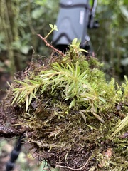 Phlegmariurus varius