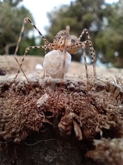 Scytodes globula