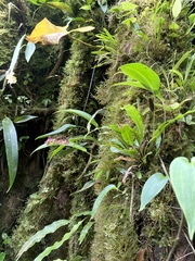 Pleurothallis rowleei