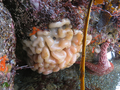 Aplidium californicum