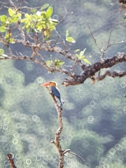 Pelargopsis capensis