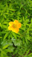 Geum magellanicum