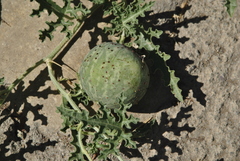 Citrullus colocynthis