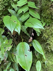 Pleurothallis rowleei
