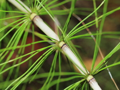 Equisetum telmateia telmateia