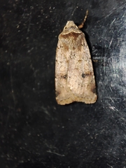 Cerastis faceta