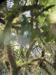 Pharomachrus mocinno