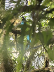 Pharomachrus mocinno