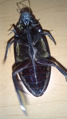 Hydrophilus insularis