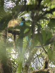 Pharomachrus mocinno