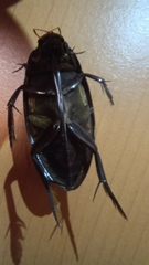 Hydrophilus insularis