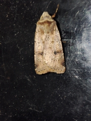 Cerastis faceta