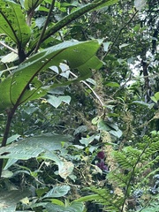 Drymonia conchocalyx