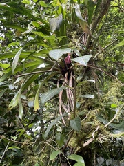 Drymonia conchocalyx