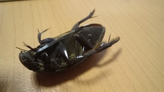 Hydrophilus insularis