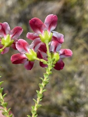 Adenandra brachyphylla
