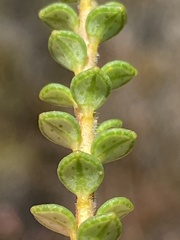 Adenandra brachyphylla