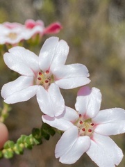 Adenandra brachyphylla