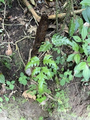 Tectaria phaeocaulis