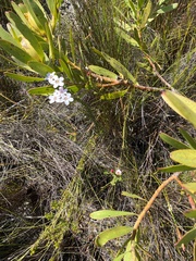 Adenandra brachyphylla